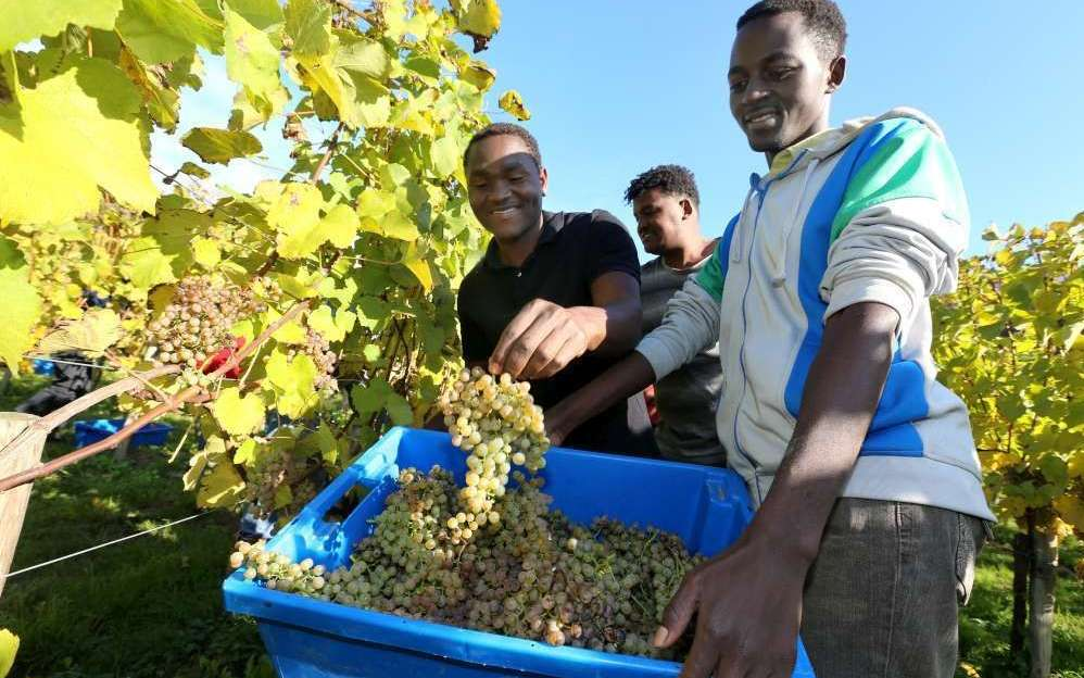 Les réfugiés du CAO d’Isard COS en vendanges à Franqueville 