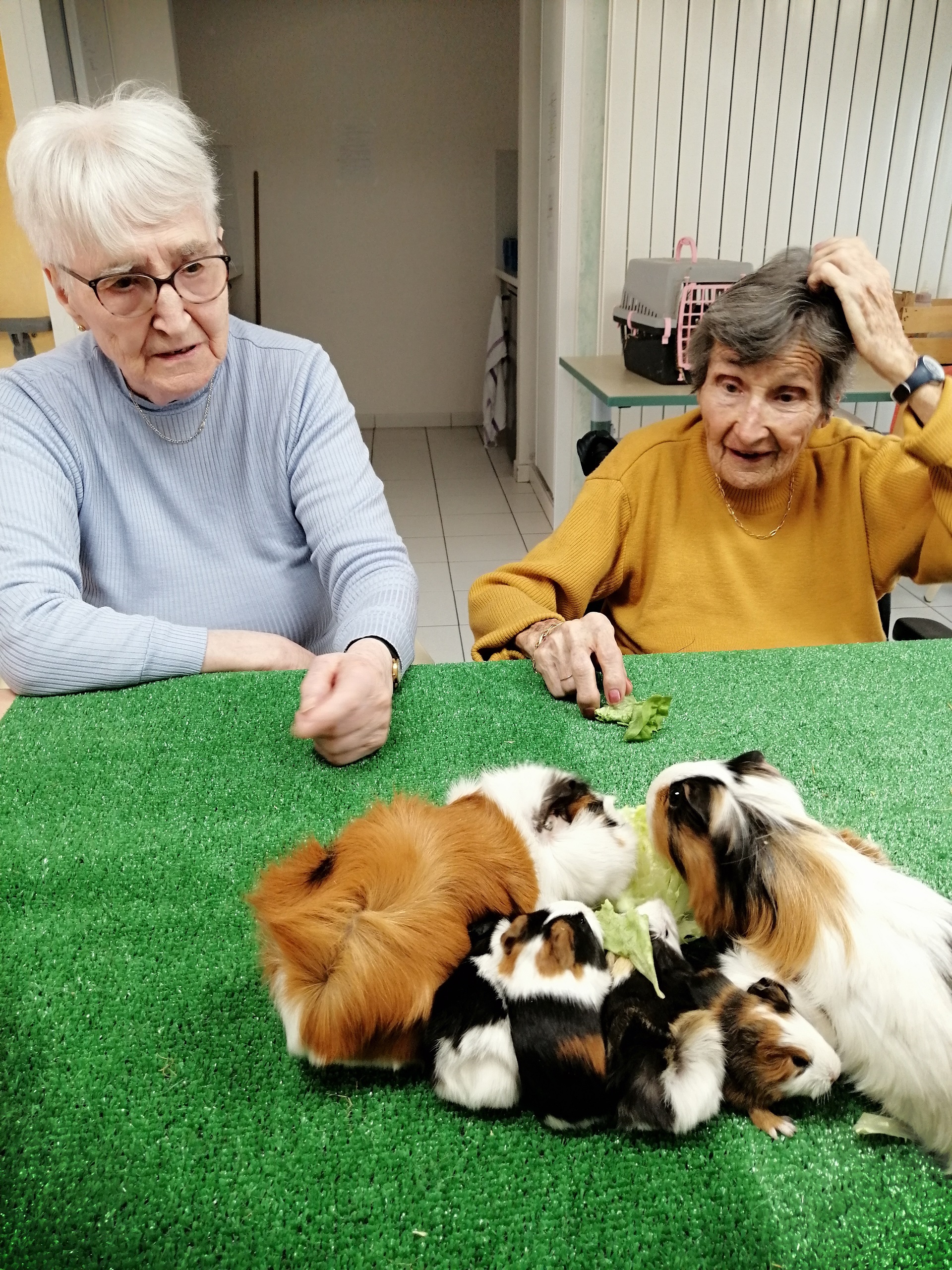 Ce sont les animaux qui viennent à nous !